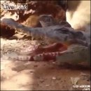 어쩌다 치킨 Daum카페