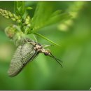 풀잎속의생명 이미지