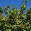 산사나무(열매) 이미지