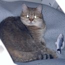 수경이비인후과의원 | 고양이 알레르기 극복기를 가장한 근황썰