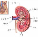 신장에 대하여 이미지