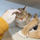 고양이미용호텔_미야옹 이미지