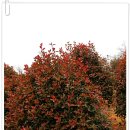 대영농원 이미지