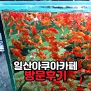 무지개가든 | 일산 아쿠아가든카페 솔직후기 | 입장료 없는 수족관? 커피값 아깝지 않은 '물멍' 명소 (아이랑/데이트)
