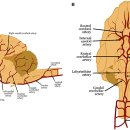 24시노아동물메디컬센터 이미지