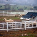 도고목장 이미지