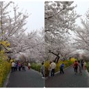 장안벚꽃길 이미지