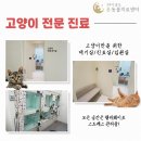 배곧동물병원 | 고양이 장내 이물 제거 장절개 개복 수술 후기 24시 배곧 동물병원