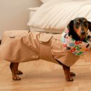 민트도그 이미지