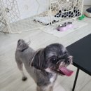 펫 소울메이트 이미지