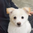 노마드펜션 네이버블로그