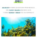 웰콕 | [일상] 웰시즌 웰콕 덴탈치약 사용후기