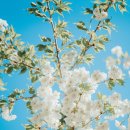 예래 본향당 이미지