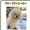 댕댕이미용 이미지