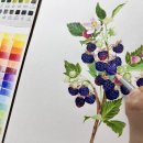 카라트 | 스테들러 카라트 수채색연필 125 60색 사용후기