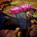 Brachyceras Waterlilies(internationalwaterlilycollection) 이미지