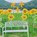 하동못안마을 | 해바라기 명소 바실라 카페에서 해바라기꽃밭 사진 촬영 및 애플파이와 바실라 팥빙수 먹어본 후기 (7.22)