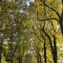 통기타(야간) | 11월 청남대 가을축제 주말 야간개장 주차대란 꿀팁