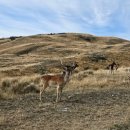 디어팜 (Deer Farm) | [뉴질랜드 신혼여행] 9. 퀸스타운 액티비티, 루지, 샷오버제트, 디어파크헤이트, 퍼그버거, 시내 주차