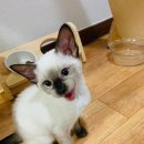 참 동물병원 이미지