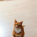 고롱고롱 이미지