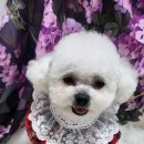 퍼피멍멍 이미지