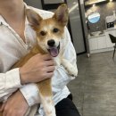 록희 | [❤️입양후기❤️] 1790. 록희🐶