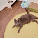 묘랑 고양이 전문호텔 이미지