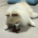 개님 | 개님의 필수템, <개님의 패드> 후기