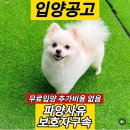 강아지 파양사유 레전드 이미지