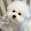 위드퍼피숑 이미지