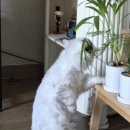 이화장 | [기장 맛집] 부산 기장 대변리 이화장횟집 멸치회, 멸치쌈밥, 멸치튀김 후기