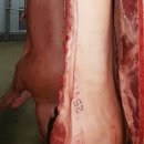 캐나다, 필리핀과 아프리카돼지열병(ASF) 지역화 협정 체결 이미지