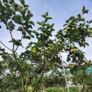 태추 단감 판매합니다 이미지