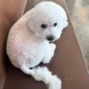 월드애견미용실 | [울산 북구 애견 카페] 운동장 있는 핑크그라운드! 방문 후기 :) + 애견 미용