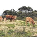 대안목장 이미지