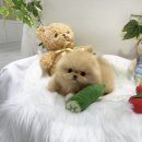 포더독스 강아지 강서 마곡점 이미지