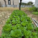 에덴그린농원 이미지