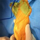 코끼리 동물병원 이미지