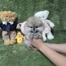 광양사랑병원 | 광양강아지분양 포메라니안분양