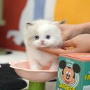 울산 고양이분양 미유펫 이미지