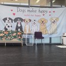 미키애견 | 거북섬 애견카페 여기 안 가봤으면 말하지 마세요(대형견 오프리쉬 되는 댕댕뿌치)