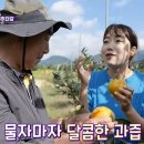 단감농장 이미지