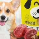 명랑견생