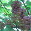 이영식농장 이미지