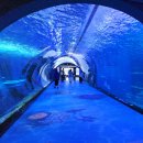 동백이포차 - 포항시 남구 | 12월 제주도 아이랑 가볼만한곳 제주 동쪽 코스 아쿠아플라넷