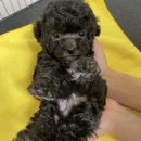 오마이퍼피 이미지