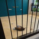 자이언트 태권도 | 파타야 타이거 파크 투어 후기! 가격 티켓 가족 여행 추천!