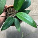 털보네농장 이미지