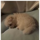 아이러브독 강아지 부천점 이미지